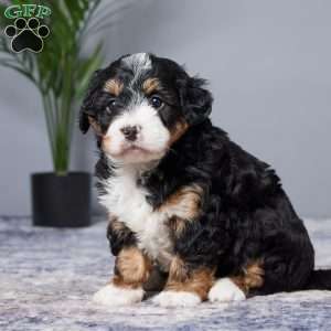 Diamond, Mini Bernedoodle Puppy